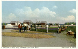 Glimpse Of Irish Moss Industry Scituate, MA Postcard Postcard