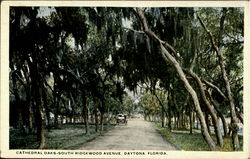 Cathedral Oaks, South Ridgewood Avenue Daytona Beach, FL Postcard Postcard