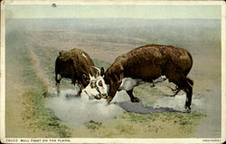 Bull Fight On The Plains Postcard