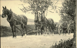 Horses & Wagon Postcard