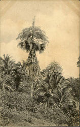 Tallpot Palms In Ful Flower Sri Lanka Southeast Asia Postcard Postcard