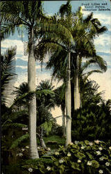 Pond Lilies And Royal Palms, Hawaiian Islands Postcard