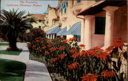 The Poinsettia Flowers Postcard Postcard