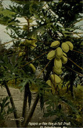 Papaya Or Paw Paw In Full Fruit Postcard