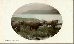 A Cooling Retreat Cows & Cattle Postcard Postcard