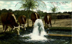 Cattle Watering At Artesian Well Postcard