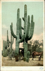 A Giant Cactus Cactus & Desert Plants Postcard Postcard