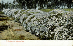 A Hedge Of Marguerites Postcard