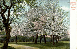 A California Orchard In Spring Time Postcard