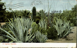 A Cactus Garden Postcard