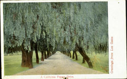 A California Pepper Drive Postcard