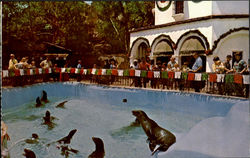 Seal Pool Buena Park, CA Postcard Postcard