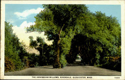 The Annisquam Willows, Riverdale Postcard