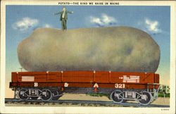 Potato Exaggeration Postcard