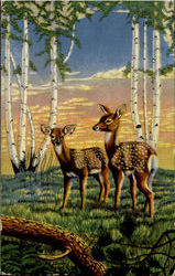 Deer Postcard Postcard