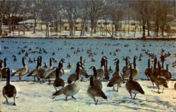 Minnesota's Famous Wintering Flock Of Wild Geese Postcard