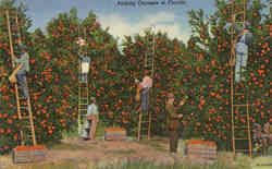 Picking Oranges in Florida Scenic, FL Postcard Postcard