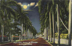 Royal Palm Avenue by Moonlight in Tropical Florida Postcard