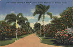 Oranges Growing at Midway Groves between Bradenton and Sarasota Scenic, FL Postcard Postcard