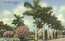 Royal Palms and Flowers Postcard