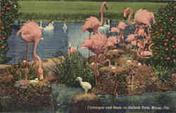 Flamingos and Nests at Hialeah Park Miami, FL Postcard Postcard