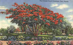 The Colorful Royal Poinciana Tree Postcard