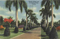 Stately Palms and Australian Pines Postcard