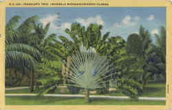 Traveller's Tree, (Ravenala Madagascariensis) Trees Postcard Postcard