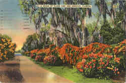 A Hedge of Flame Vine and Hibiscus Postcard