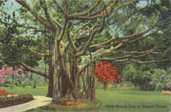 Gaint Banyan Tree in Tropical Florida Postcard