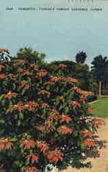 Poinsettia, Florida's Famous Christmas Flower Postcard