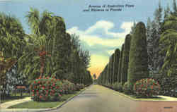 Avenue of Australian Pines and Hibiscus in Florida Postcard