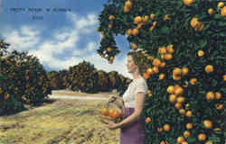 Pretty Pickin In Florida Oranges Postcard