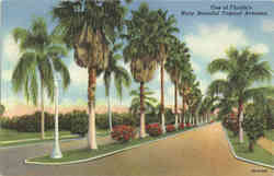 One of Florida's Many Beautiful Tropical Avenues Postcard