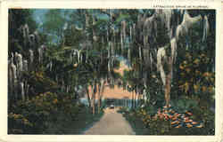 Attractive Drive in Florida Postcard