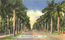 Stately Royal Palms Postcard