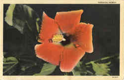 Hibiscus Flowers Postcard Postcard