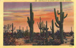 Sentinels of the Desert, Giant Cactus (Sahuaro) Postcard