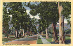 An Avenue Bordered with Picturesque Eucalyptus Trees, Santa Anita Avenue Arcadia, CA Postcard Postcard