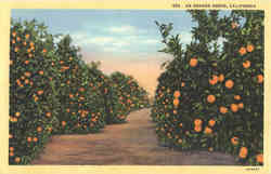 An Orange Grove Postcard