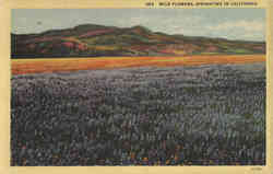 Wild Flowers, Springtime In California Scenic, CA Postcard Postcard