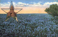 Blue Bonnets, The, Texas State Flower Scenic, TX Postcard Postcard