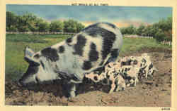 Hot Meals at all Times - Pigs, piglets Postcard Postcard