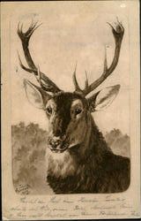 Deer Buck Postcard Postcard