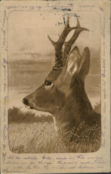 Deer Postcard Postcard