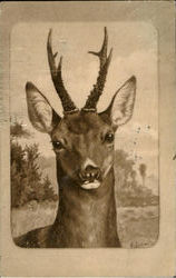 Deer Postcard Postcard