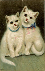 Persian Cats? Postcard