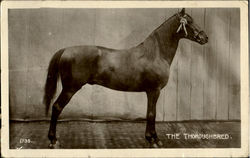 The Thoroughbred Postcard