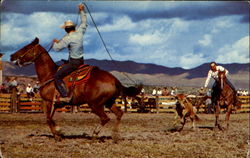 Calf Roping Postcard