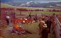 Roundup And Branding Crews On A Typical Western Ranch Postcard